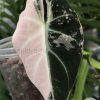 Alocasia Black Velvet Pink Variegated (3 leaves plant)