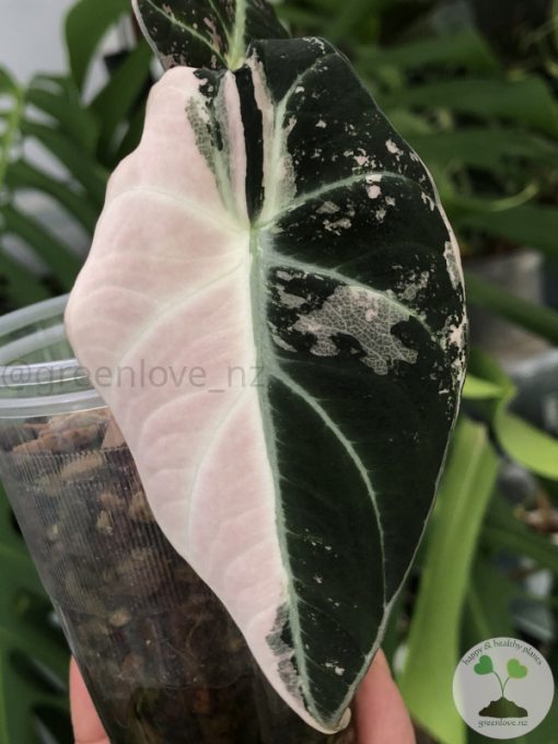 Alocasia Black Velvet Pink Variegated (3 leaves plant)