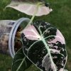 Alocasia Black Velvet Pink Variegated (3 leaves plant)
