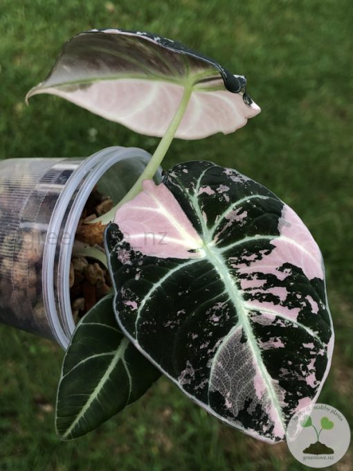 Alocasia Black Velvet Pink Variegated (3 leaves plant)