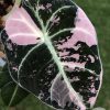 Alocasia Black Velvet Pink Variegated (3 leaves plant)