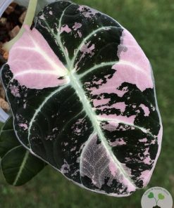 Alocasia Black Velvet Pink Variegated (3 leaves plant)