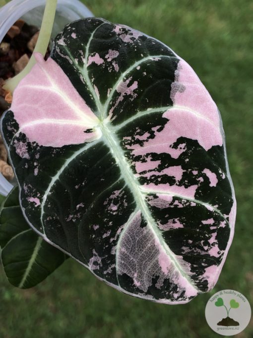 Alocasia Black Velvet Pink Variegated (3 leaves plant)