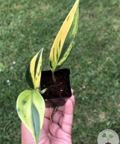Scindapsus Coriaceus Aurea