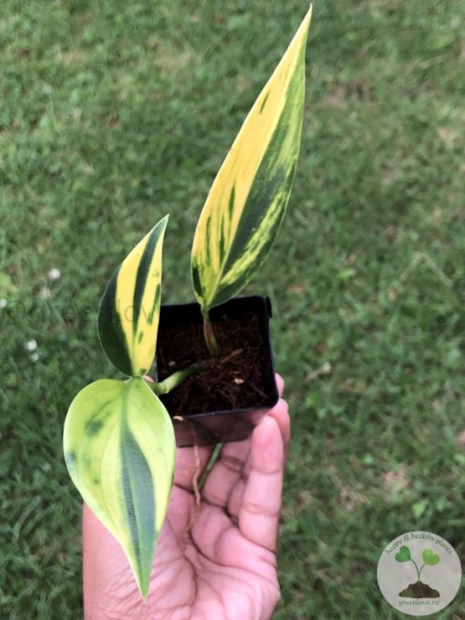 Scindapsus Coriaceus Aurea