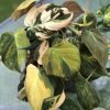 Philodendron Variegated Micans - C