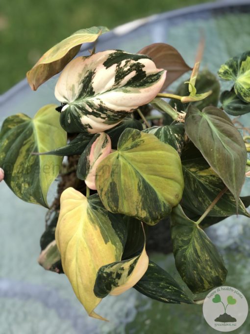 Philodendron Variegated Micans - C
