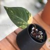 Philodendron Variegated Micans - B