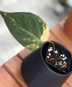 IMG_4084 Philodendron Variegated Micans - B