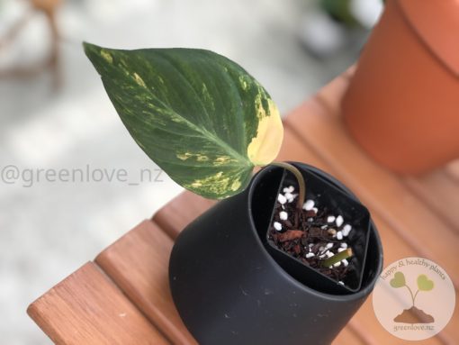 Philodendron Variegated Micans - B
