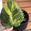 Philodendron Variegated Micans - C