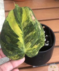 IMG_4085 Philodendron Variegated Micans - C
