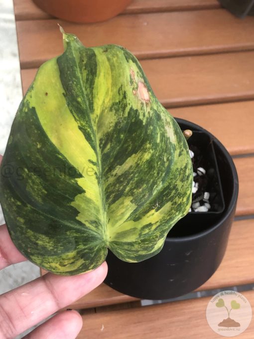 Philodendron Variegated Micans - C