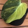 Philodendron Variegated Micans - D