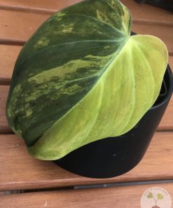 IMG_4087 Philodendron Variegated Micans - D