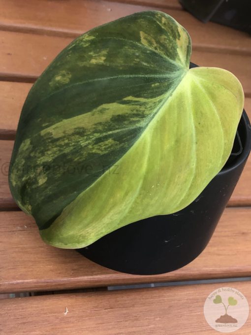 Philodendron Variegated Micans - D