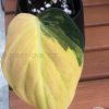Philodendron Variegated Micans - A