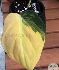 Philodendron Variegated Micans - A