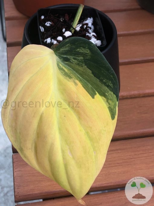 Philodendron Variegated Micans - A