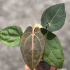 Anthurium RVDP X AOS