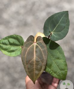 IMG_4613 Anthurium RVDP X AOS