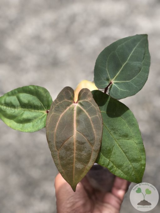 Anthurium RVDP X AOS