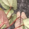 Anthurium RVDP X AOS