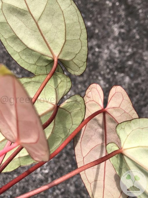 Anthurium RVDP X AOS