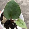 Anthurium RVDP X AOS