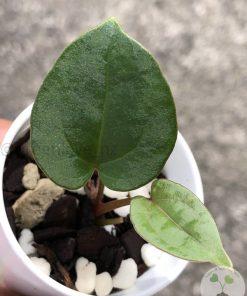 IMG_4622 Anthurium RVDP X AOS