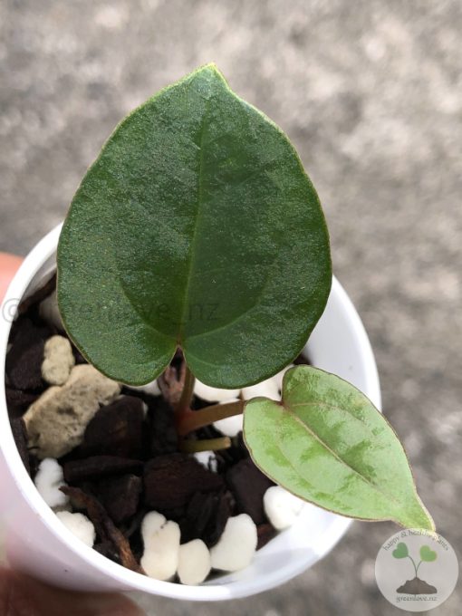 Anthurium RVDP X AOS