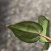 Anthurium RVDP X AOS