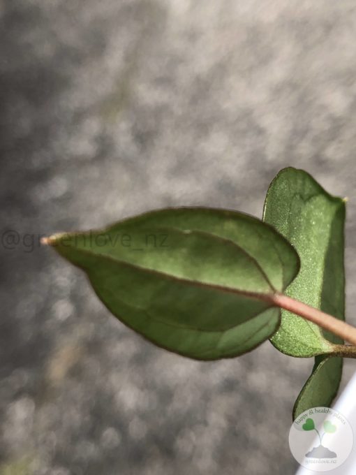 Anthurium RVDP X AOS