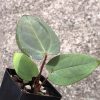 Anthurium RVDP X AOS