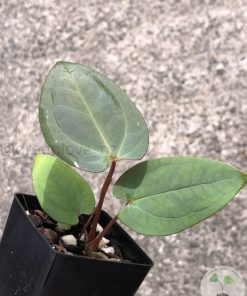 IMG_4626 Anthurium RVDP X AOS
