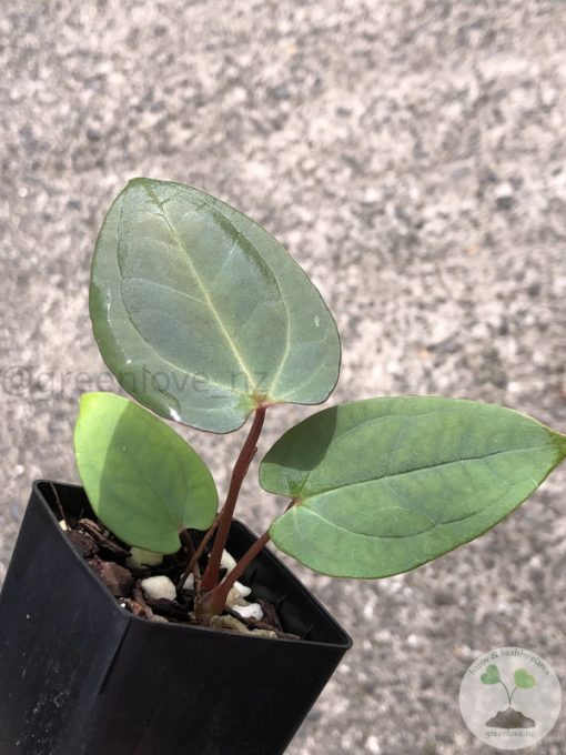 Anthurium RVDP X AOS