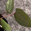 Anthurium RVDP X AOS
