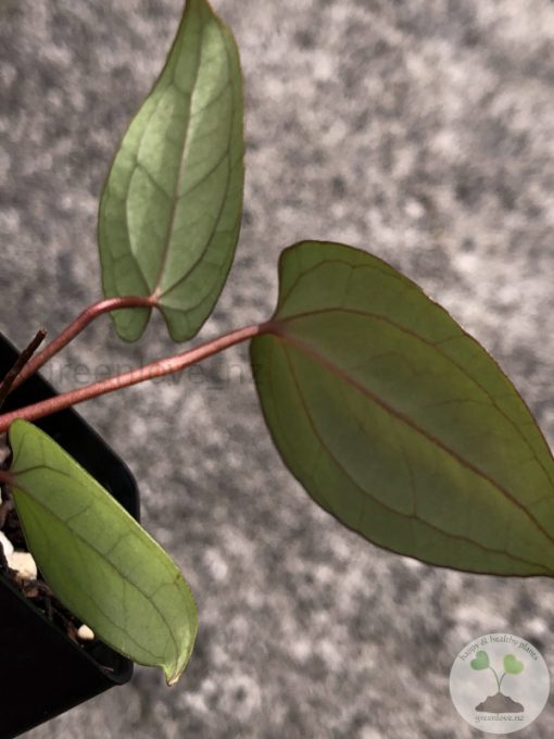 Anthurium RVDP X AOS
