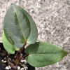 Anthurium RVDP X AOS