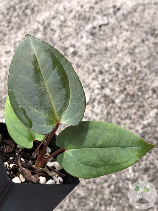 Anthurium RVDP X AOS