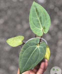 IMG_4631 Anthurium RVDP X AOS