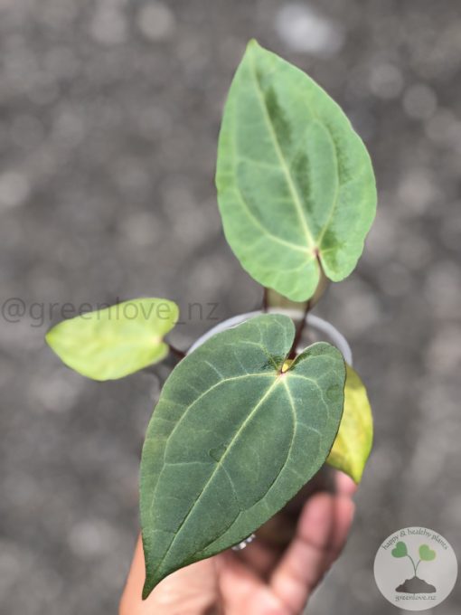 Anthurium RVDP X AOS