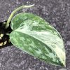 Rare Scindapsus Exotica ‘Bahorok’ - B