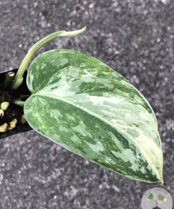 Rare Scindapsus Exotica ‘Bahorok’ - B
