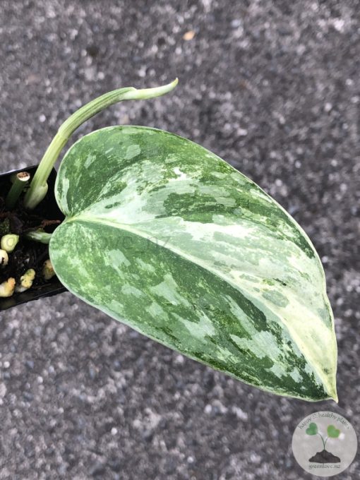 Rare Scindapsus Exotica ‘Bahorok’ - B