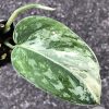 Rare Scindapsus Exotica ‘Bahorok’ - B