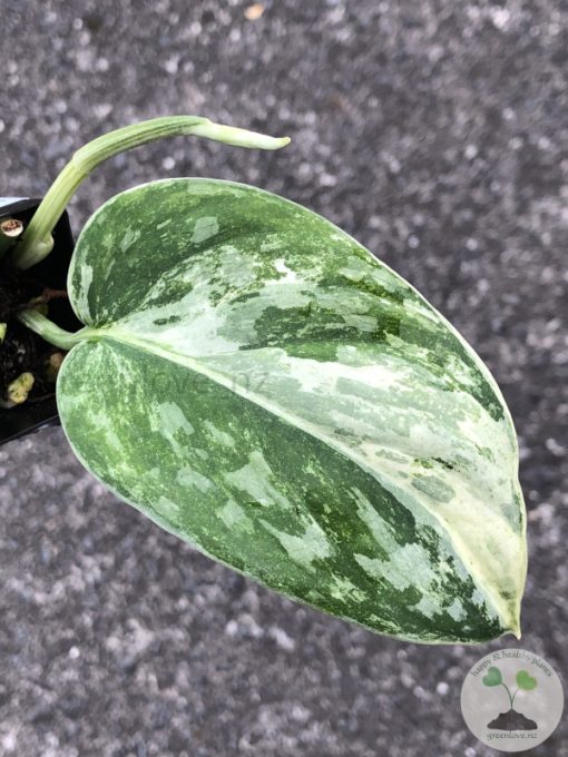 Rare Scindapsus Exotica ‘Bahorok’ - B