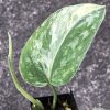 Rare Scindapsus Exotica ‘Bahorok’ - B