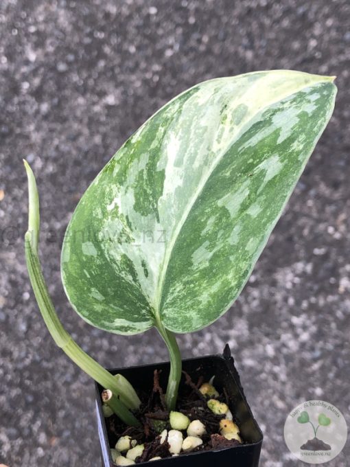 Rare Scindapsus Exotica ‘Bahorok’ - B