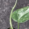 Rare Scindapsus Exotica ‘Bahorok’ - B